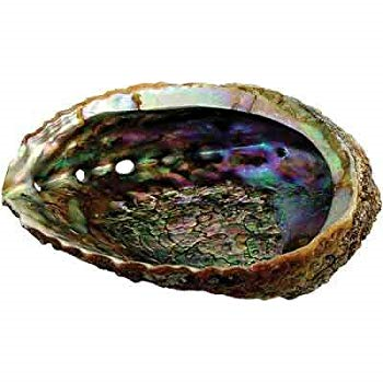 Abalone kotilokuori n 11-12cm