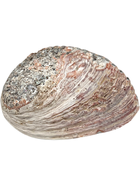 Abalone snäckskal ca 15-16 cm