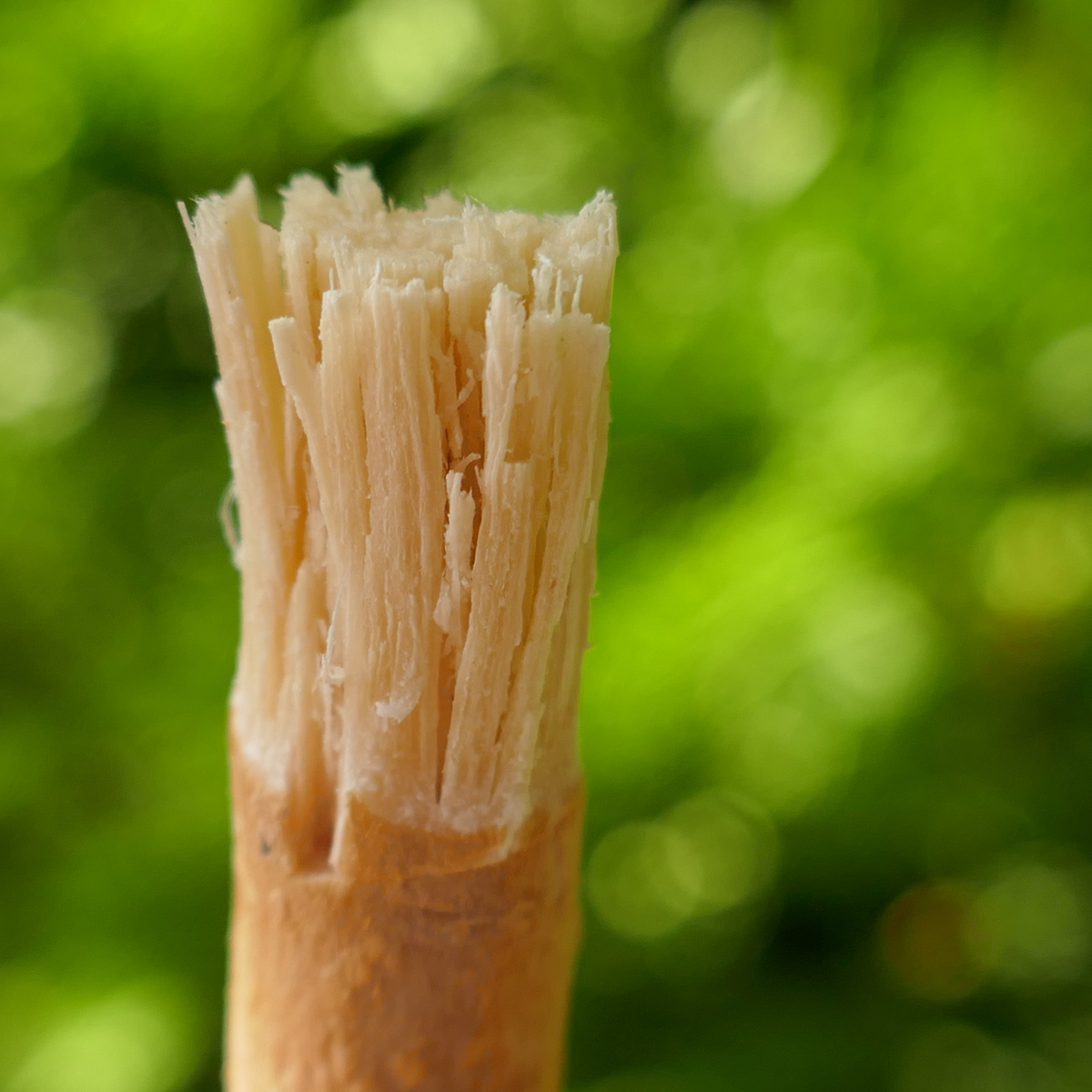 Miswak + skyddsfodral