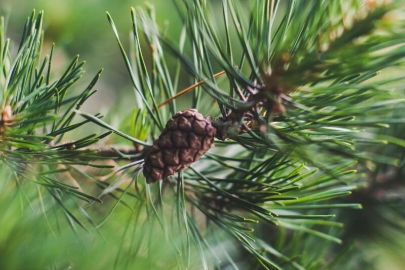 Yrttipaja Männynneulanen jauhe 35g